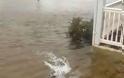 Καρχαρίας έξω από πλημμυρισμένη αυλή σπιτιού στο Nιου Τζέρσι