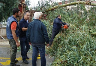Αμάρυνθος: Έπεσε δέντρο δίπλα σε δημοτικό σχολείο! - Φωτογραφία 1
