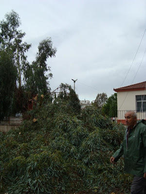 Αμάρυνθος: Έπεσε δέντρο δίπλα σε δημοτικό σχολείο! - Φωτογραφία 3