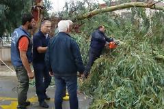 Αμάρυνθος: Έπεσε δέντρο δίπλα σε δημοτικό σχολείο!