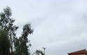 Αμάρυνθος: Έπεσε δέντρο δίπλα σε δημοτικό σχολείο! - Φωτογραφία 3