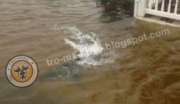 Απίστευτο: Φωτογραφία αναγνώστη από το New Jersey αποτυπώνει καρχαρία να βολτάρει στην αυλή του σπιτιού! - Φωτογραφία 2