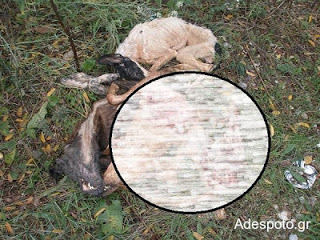 ΣΟΚ! Κοζάνη : Κατακρεούργησαν τα αδέσποτα φοβούμενοι εξάπλωση της λύσσας - Φωτογραφία 1