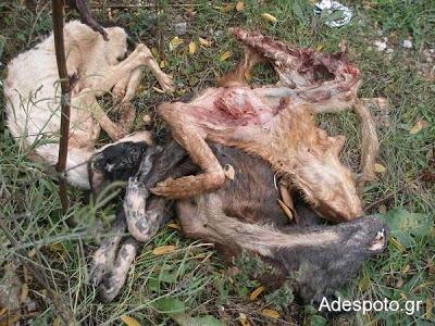 ΣΟΚ! Κοζάνη : Κατακρεούργησαν τα αδέσποτα φοβούμενοι εξάπλωση της λύσσας - Φωτογραφία 2