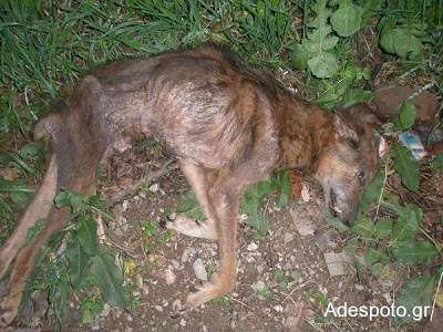 ΣΟΚ! Κοζάνη : Κατακρεούργησαν τα αδέσποτα φοβούμενοι εξάπλωση της λύσσας - Φωτογραφία 3