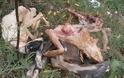 Κοζάνη: Κατακρεούργησαν τα αδέσποτα φοβούμενοι εξάπλωση της λύσσας - Φωτογραφία 2