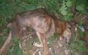 Κοζάνη: Κατακρεούργησαν τα αδέσποτα φοβούμενοι εξάπλωση της λύσσας - Φωτογραφία 3
