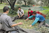 Ψάχνουν Έλληνες εργάτες για τις ελιές, αλλά βρίσκουν μόνο αλλοδαπούς! - Φωτογραφία 1