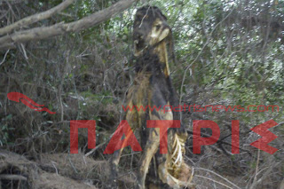 Ηλεία: Η φωτογραφία του αίσχους - Κρέμασε σκυλί σε δέντρο και το άφησε να πεθάνει! - Φωτογραφία 1