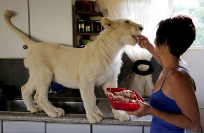 Ζει παρέα με ένα λευκό λιοντάρι - Φωτογραφία 4