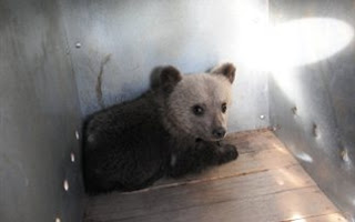 Διάσωση αρκούδων από ζωολογικό κήπο στη Ρουμανία - Φωτογραφία 1