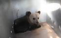Διάσωση αρκούδων από ζωολογικό κήπο στη Ρουμανία