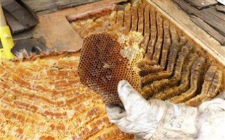 Ποσό 5,5 εκατ. ευρώ για την ενίσχυση της μελισσοκομίας - Φωτογραφία 1