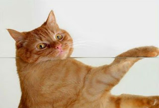 Μια χοντρούλα γάτα-καθρίστρια! (Video) - Φωτογραφία 1