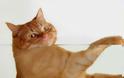 Μια χοντρούλα γάτα-καθρίστρια! (Video)