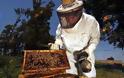 5,5 εκατ. ευρώ για την ενίσχυση της μελισσοκομίας