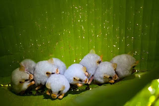 Αξιαγάπητες λευκές νυχτερίδες… - Φωτογραφία 1