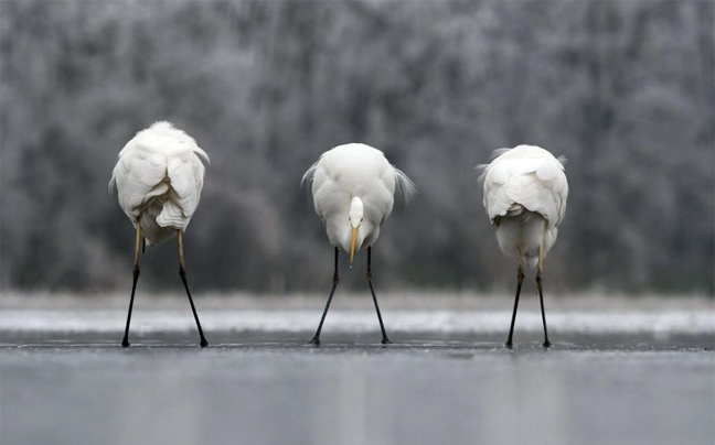H μαγεία του ζωικού βασιλείου σε φωτογραφίες! - Φωτογραφία 3