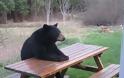 Ανέκδοτο: Τάβλι με μια αρκούδα...