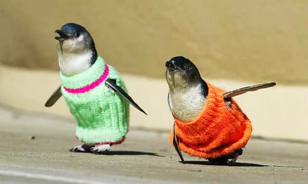 Πλεκτά πουλόβερ σώζουν τη ζωή πιγκουίνων! - Φωτογραφία 1