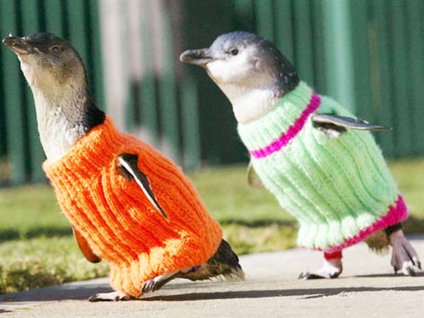 Πλεκτά πουλόβερ σώζουν τη ζωή πιγκουίνων! - Φωτογραφία 2