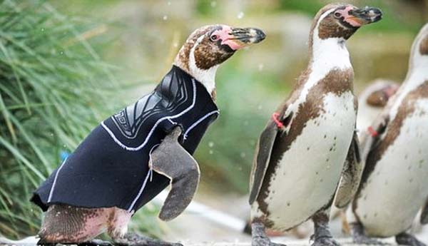 Πλεκτά πουλόβερ σώζουν τη ζωή πιγκουίνων! - Φωτογραφία 3