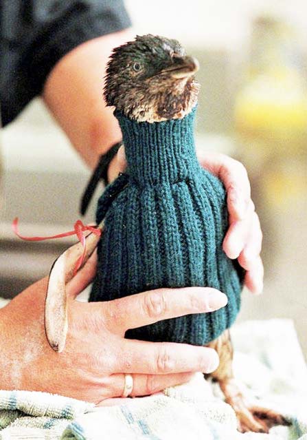Πλεκτά πουλόβερ σώζουν τη ζωή πιγκουίνων! - Φωτογραφία 4