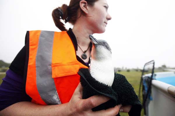 Πλεκτά πουλόβερ σώζουν τη ζωή πιγκουίνων! - Φωτογραφία 5