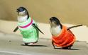 Πλεκτά πουλόβερ σώζουν τη ζωή πιγκουίνων!