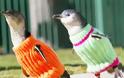 Πλεκτά πουλόβερ σώζουν τη ζωή πιγκουίνων! - Φωτογραφία 2
