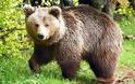 Νεκρό αρκουδάκι στην Καστοριά