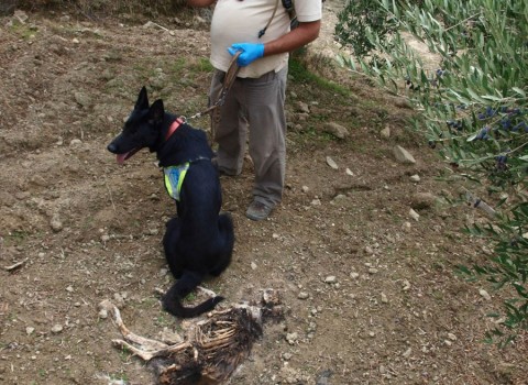 Ειδική ομάδα σκύλων ψάχνει δηλητηριασμένα δολώματα - Τριάντα πέντε σκύλοι από την Ανδαλουσία «κυνηγούν το δηλητήριο» στην Ελλάδα, την Ισπανία και την Πορτογαλία - Φωτογραφία 2
