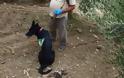 Ειδική ομάδα σκύλων ψάχνει δηλητηριασμένα δολώματα - Τριάντα πέντε σκύλοι από την Ανδαλουσία «κυνηγούν το δηλητήριο» στην Ελλάδα, την Ισπανία και την Πορτογαλία - Φωτογραφία 2