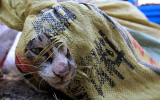 Σώθηκαν 500 γάτες που προορίζονταν για… εστιατόρια (ΦΩΤΟ) - Φωτογραφία 1