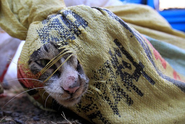 Σώθηκαν 500 γάτες που προορίζονταν για… εστιατόρια (ΦΩΤΟ) - Φωτογραφία 2
