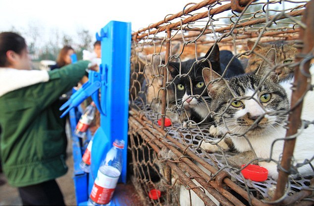 Σώθηκαν 500 γάτες που προορίζονταν για… εστιατόρια (ΦΩΤΟ) - Φωτογραφία 3
