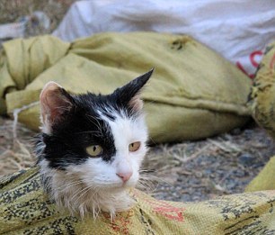 Σώθηκαν 500 γάτες που προορίζονταν για… εστιατόρια (ΦΩΤΟ) - Φωτογραφία 4