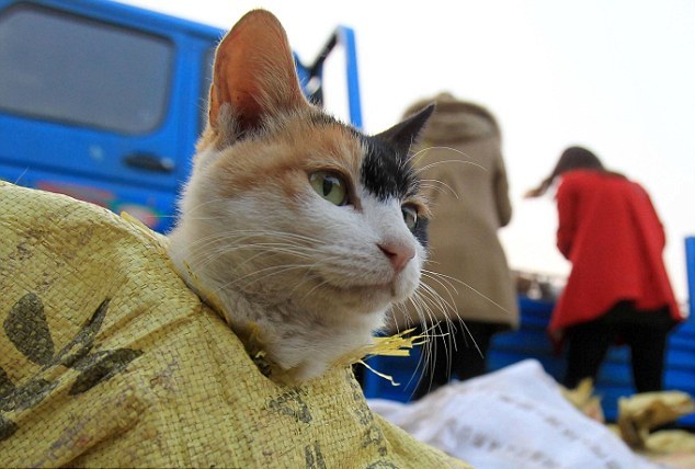 Σώθηκαν 500 γάτες που προορίζονταν για… εστιατόρια (ΦΩΤΟ) - Φωτογραφία 5