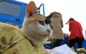 Σώθηκαν 500 γάτες που προορίζονταν για… εστιατόρια (ΦΩΤΟ) - Φωτογραφία 5
