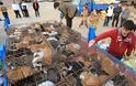 Σώθηκαν 500 γάτες που προορίζονταν για… εστιατόρια (ΦΩΤΟ) - Φωτογραφία 7
