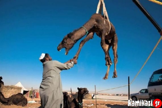 Mη τα βάζετε με τις καμήλες...γιατί εσείς θα την πατήσετε!! (pics) - Φωτογραφία 12