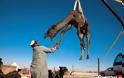 Mη τα βάζετε με τις καμήλες...γιατί εσείς θα την πατήσετε!! (pics) - Φωτογραφία 12