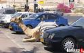 Mη τα βάζετε με τις καμήλες...γιατί εσείς θα την πατήσετε!! (pics) - Φωτογραφία 14