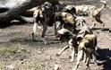 Πίτσμπουργκ: Άγρια σκυλιά κατασπάραξαν παιδί