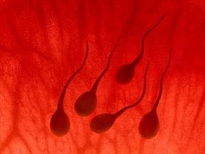 Αποκατάσταση σπέρματος μέσω βλαστοκυττάρων - Φωτογραφία 1