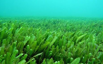 Η υπερθέρμανση των ωκεανών απειλεί το φυτοπλαγκτόν - Φωτογραφία 1