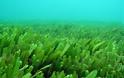 Η υπερθέρμανση των ωκεανών απειλεί το φυτοπλαγκτόν