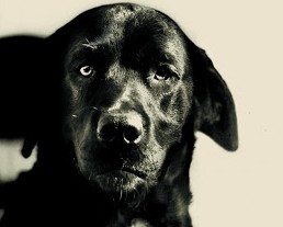 Pep, ο σκύλος που καταδικάστηκε σε ισόβια φυλάκιση - Φωτογραφία 1