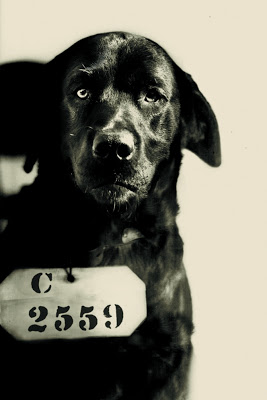 Pep, ο σκύλος που καταδικάστηκε σε ισόβια φυλάκιση - Φωτογραφία 2
