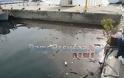 Πρέβεζα: Μια εικόνα χίλιες λέξεις - Τσουνάμι από... ξύλα και σκουπίδια στην θάλασσα - Φωτογραφία 2